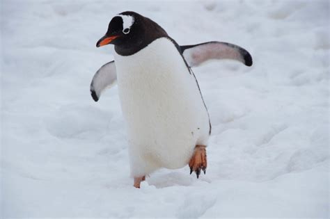 True Love: Do Penguins Mate For Life? - MarinePatch