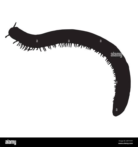 Millipede Rainforest Stock Vector Images Alamy