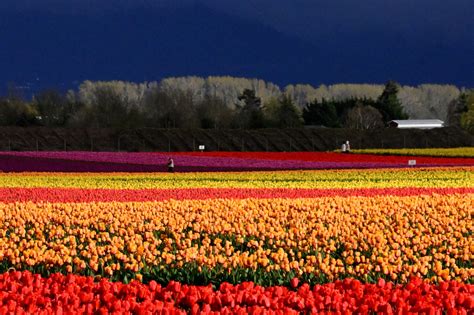 Skagit Valley Tulip Festival Genuine Skagit Valley