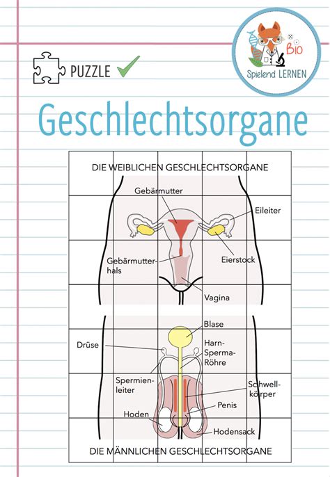 Maennliche Geschlechtsorgane Arbeitsblatt