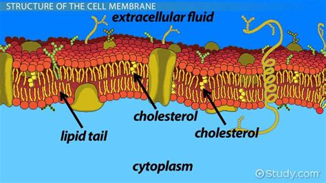 Homeostasis Maintenance Of The Cell Membrane Overview Process