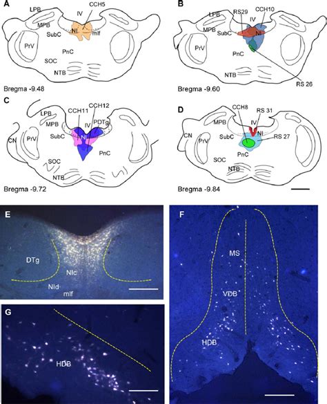 Fluorogold FG Injection Sites In Nucleus Incertus NI And