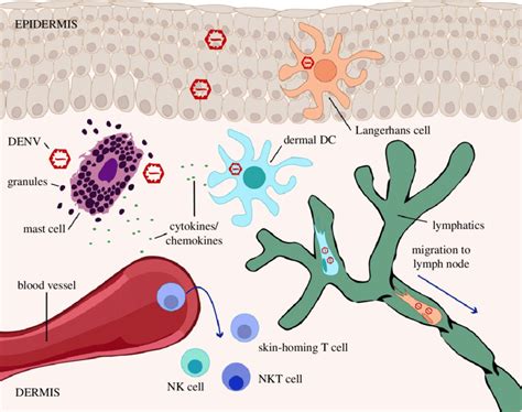 A Schematic Of Immune Responses Initiated In The Skin Upon Denv