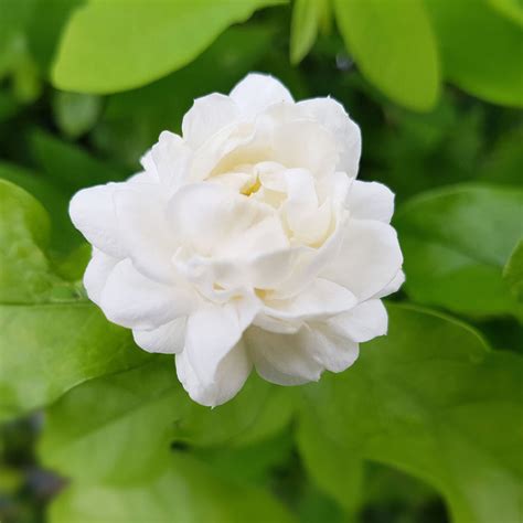 Arabian Jasmine | Indoor and Out Door Plant plant | Gulab.pk