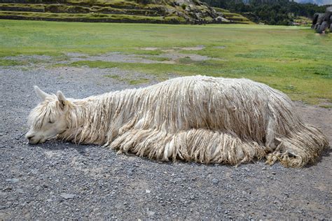 Llama Sleeping At Saqsaywaman Inca Site In Cusco Peru 01 5… Flickr