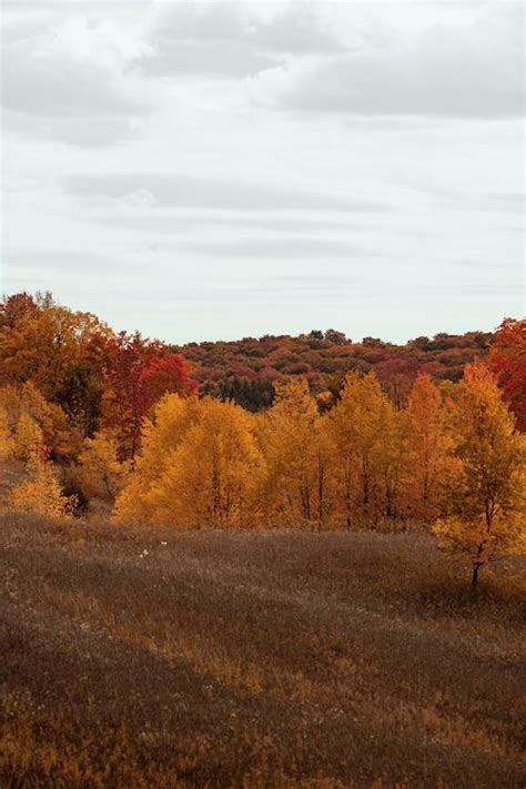 Autumn Trees on Grass Field · Free Stock Photo