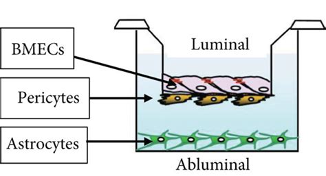 Establishment Of The In Vitro Bbb System A Schematic Diagram Showing