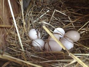 Yard of Barreds and Buffs: Red Golden Pheasant eggs