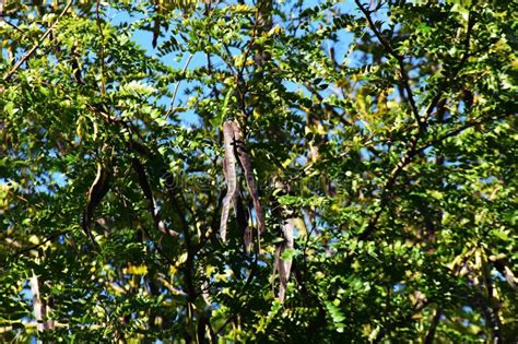 Tree Branches With Seed Pods Of Gleditsia Triacanthos Stock Image