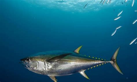 The Yellowfin Tuna Is One Of The Open Oceans Fastest Strongest