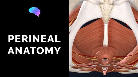 Anatomy of the Perineum (3D tutorial) | UKMLA | CPSA | PLAB 2 - YouTube