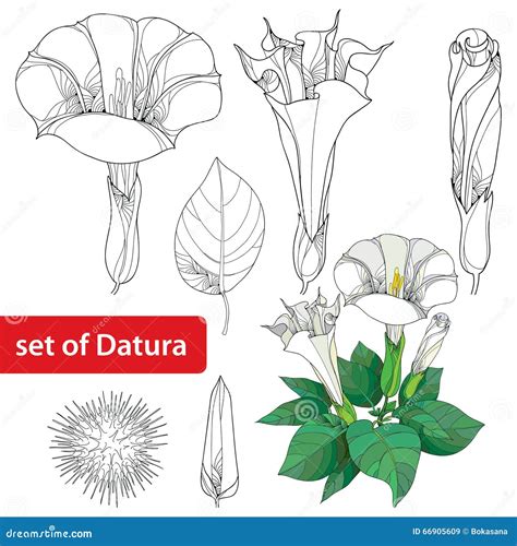 Datura Stramonium Illustration