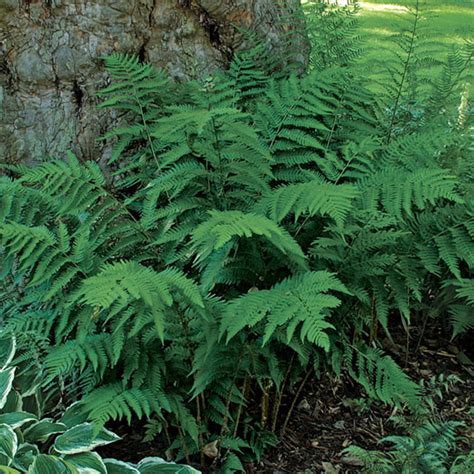 Cheilanthes Viridispellaea Virdis Green Cliff Brake Fern Baker