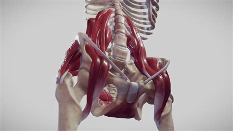 The Pelvic Floor The Posterior Abdominal Wall Buy Royalty Free 3D