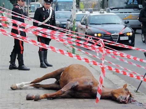 L Inferno Dei Cavalli Delle Corse Clandestine La Sicilia