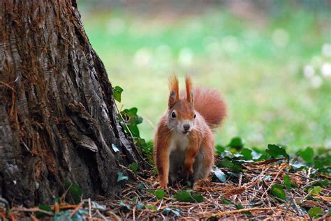 デスクトップ壁紙 木 自然 草 リス 野生動物 齧歯類 秋 野ウサギ 動物相 哺乳類 脊椎動物 ウサギおよびウサギ