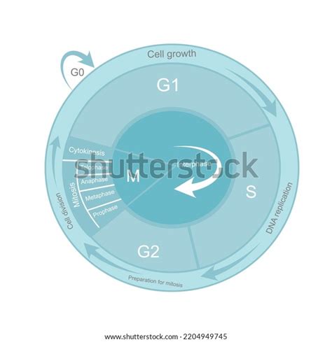 Cell Cycle Diagram That Including Important Stock Vector (Royalty Free) 2204949745 | Shutterstock