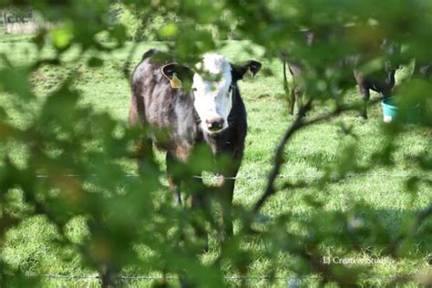 Celia The Calf Photography Print Lj Creative Studios