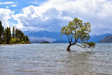 That Wanaka tree - Lake Wanaka, New Zealand (6000*4000) [OC] : r/EarthPorn