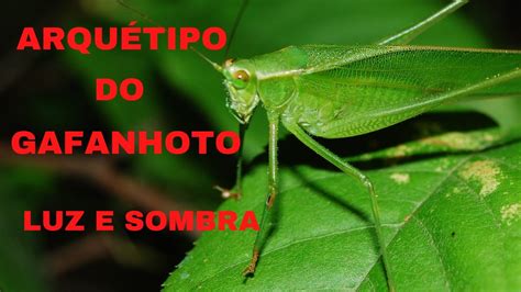 SALTOS QUÂNTICOS ARQUÉTIPO DO GAFANHOTO CONEXAO ESPIRITUAL PREMONIÇAO