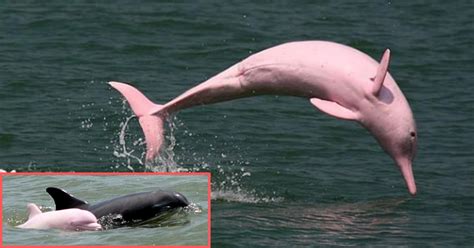 Rare Pink Dolphin Gave Birth To Another Pink Baby And There Are Now