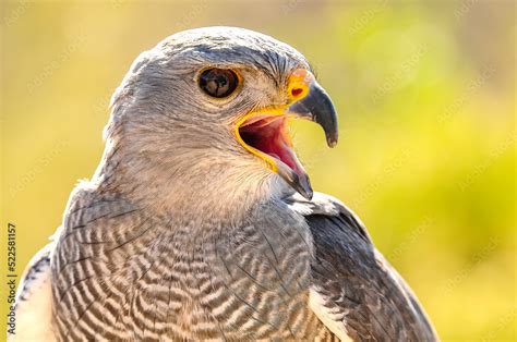 Peregrine Falcon Stock Photo Adobe Stock