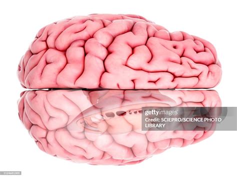 Illustration Of Brain Anatomy High-Res Vector Graphic - Getty Images