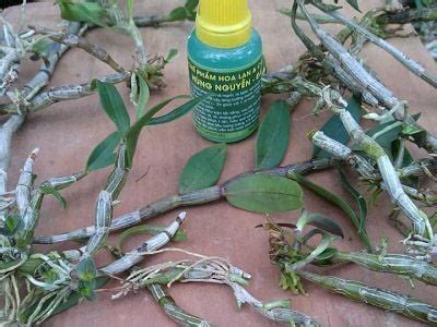 Cách trồng và chăm sóc lan thạch hộc tía | Nông nghiệp phố 