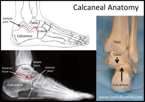 Bones And Joints Of The Foot And Ankle Overview Footeducation