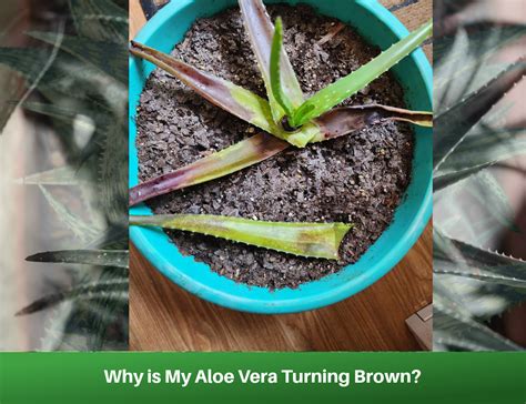 Why Is My Aloe Vera Turning Brown