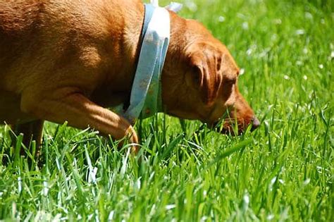 10 Toxic Plants to Remove from Your Dog's Yard