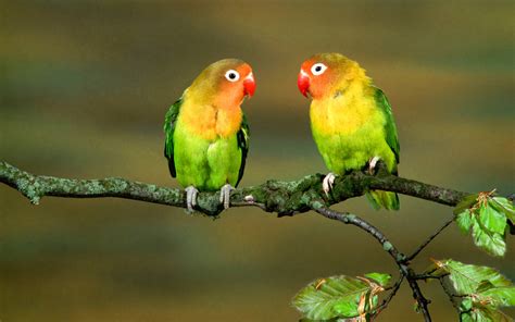 Green Parrot Wallpapers - Wallpaper Cave