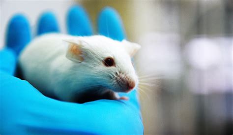 New research: Mouse study reveals a new way stress hormones affect our ...