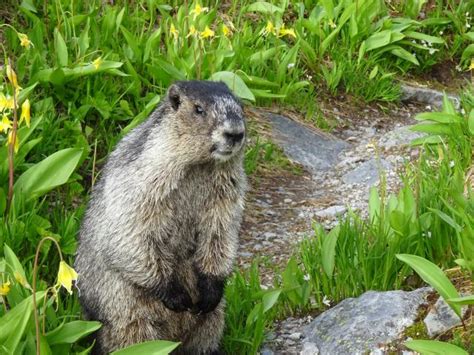 Balu Pass Photo Hiking Photo Contest Vancouver Trails