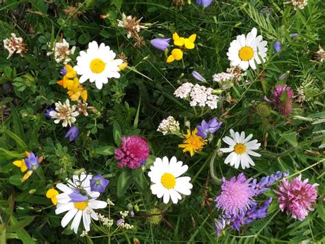 Slik Lager Du En Blomstereng Humler Og Sommerfugler Elsker