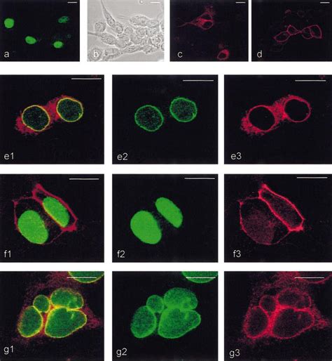 Redistribution Of ATF4 In The Nucleus Of HEK293 Cells Coexpressing GABA