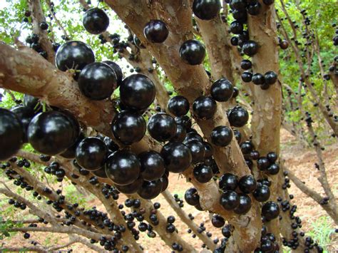 Conheça os Benefícios da Jabuticaba e Para Que Serve suas Propriedades