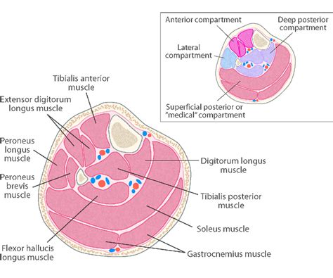 Cross Section Anatomy