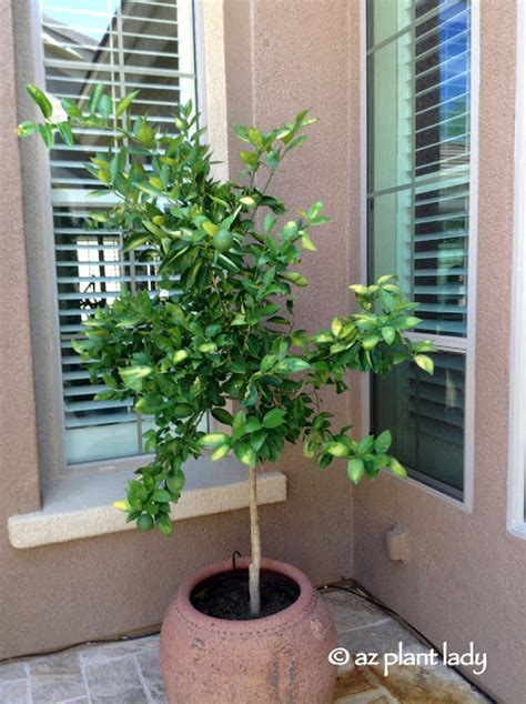 How To Protect Citrus Trees From A Heatwave