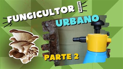 FUNGICULTOR URBANO Parte 2 Fructificación Pleurotus Cultiva