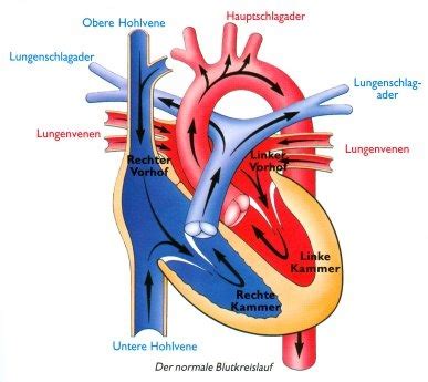 Anatomie Herz Kreislaufsystem Karteikarten Quizlet