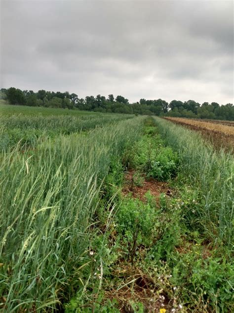 When It Comes To Cover Crops In Texas Timing Is Key Texas Row Crops