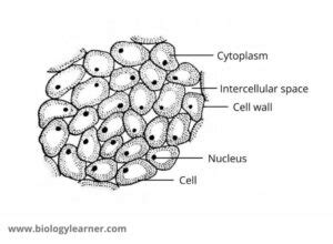 Parenchyma Cells: Structure, Types, Functions