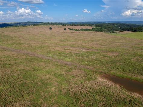 Aerial View Of A Mature Soybean Plantation Ready For Harvest Stock