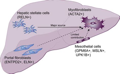 Characterization Of Hepatic Stellate Cells Portal Fibroblasts And Mesothelial Cells In Normal