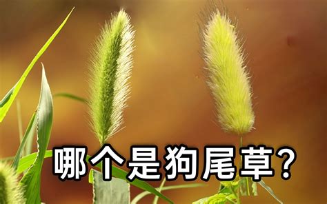 狗 尾 草 与 兔 尾 草 ？ 时五六 时五六 哔哩哔哩视频