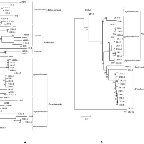 Phylogenetic Trees By 16s Rdna V3 Sequence Analysis Of Endophytic