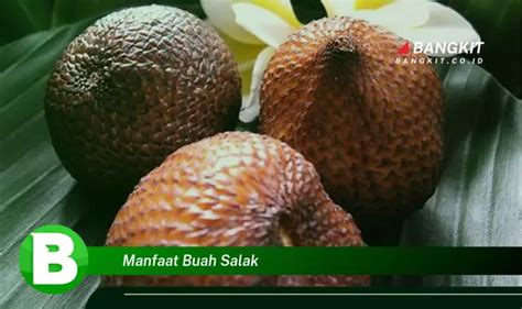 Temukan Manfaat Buah Salak Yang Bikin Kamu Penasaran