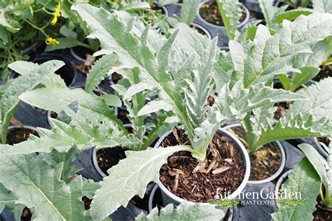 Artichoke Green Globe Kitchen Garden Plant Centre