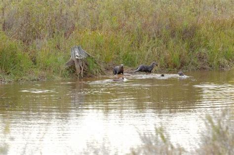 Seney National Wildlife Refuge 2018 All You Need To Know Before You